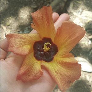 Meet your Posher, Di